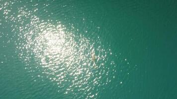 aereo Visualizza di il delfini lentamente nuoto nel cristallo chiaro calma turchese acque. gruppo di endemico marino mammiferi migrazione lungo costa come visto a partire dal sopra. video