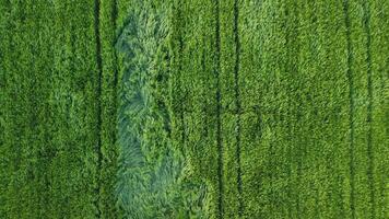 antenne visie Aan groen tarwe veld- in platteland. veld- van tarwe blazen in de wind Aan zonsondergang. jong en groen aartjes. oren van gerst Bijsnijden in natuur. agronomie, industrie en voedsel productie. video