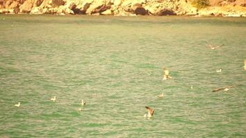 un rebaño de gaviotas mosca en calentar puesta de sol cielo terminado el océano. siluetas de gaviotas volador en lento movimiento con el mar en el antecedentes a puesta de sol. noche. nadie. libertad concepto video