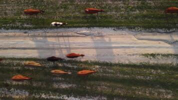 Antenne. fliegend Über ein klein Herde von das Vieh Kühe Gehen gleichmäßig Nieder Bauernhof Straße auf das hügel. Schwarz, braun und entdeckt Kühe. oben Nieder Aussicht von das Landschaft auf ein sping Sonnenuntergang. idyllisch ländlich Landschaft video