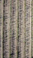 aéreo moderno jardín. vertical ver de un manzana huerta plantado utilizando moderno jardinería tecnicas filas de joven, bien arreglado árboles, geometría de moderno granjas y orgánico agricultura practicas video