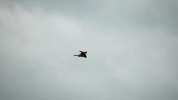 roofdier valk vogel zweven in lucht, jacht- voor voedsel Aan grond. stijgend valk of havik bevroor in de lucht bovenstaand de grond, klaar naar stormloop naar beneden voor prooi. langzaam beweging video