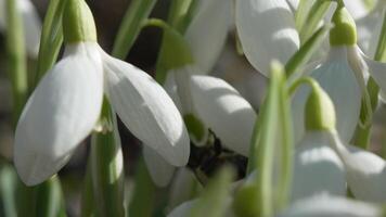 Bee pollinates snowdrop during early spring in forest. Snowdrops, flower, spring. Honey bee, Apis mellifera visiting first snowdrops on early spring, signaling end of winter. Slow motion, close up video