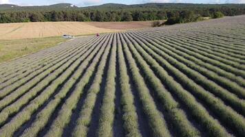 aérien lavande des champs. interminable Lignes de épanouissement lavande des champs sur été le coucher du soleil temps. lavande pétrole production. champ avec lavande Lignes. aromathérapie. se détendre. video