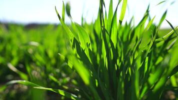 Green grass close up. green wheat field with young stalks swaying in the wind. calm natural abstract background. concept of agriculture and food production. Slow motion. video