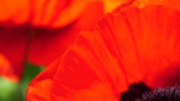 rood papaver bloem hoofd dichtbij omhoog van bloemblad. klaprozen in de weide wild papaver veld, swinging door wind. macro. detailopname van bloeiende papavers. glade van rood papavers. zacht focus vervagen. papaver sp. video