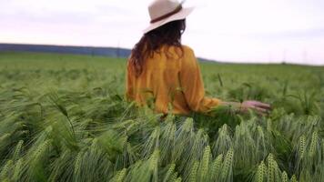 mujer trigo campo. granjero camina mediante campo a atardecer, conmovedor verde orejas de trigo con su manos. mano granjero es conmovedor orejas de trigo en campo, inspeccionando su cosecha. agrícola negocio. video