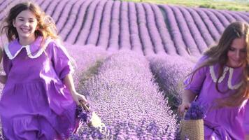 lavanda, campo, caminhando - dois senhora dentro tolet vestir, atravessar roxa flores, grande aberto espaço, luz do dia, natureza beleza. mãe e filha de mãos dadas mover no meio roxa flora, expansivo rural área video