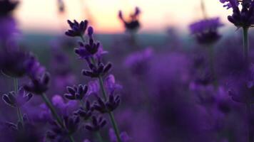 fioritura lavanda nel un' campo a tramonto. Provenza, Francia. vicino su. selettivo messa a fuoco. lento movimento. lavanda fiore primavera sfondo con bellissimo viola colori e bokeh luci. video