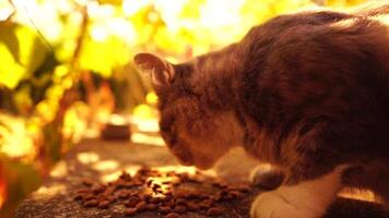 gato disfruta un comida al aire libre en medio de otoño naturaleza en luz rayos de luz de sol, mira a el cámara, se menea sus orejas y disfruta el Mañana Dom. lento movimiento, cerca arriba video