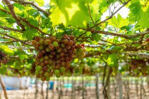 Red and green vineyard in the early sunshine with plump grapes harvested laden waiting red wine nutritional drink in Ninh Thuan province, Vietnam photo