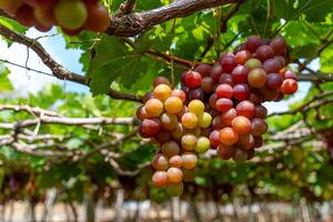 Red and green vineyard in the early sunshine with plump grapes harvested laden waiting red wine nutritional drink in Ninh Thuan province, Vietnam photo