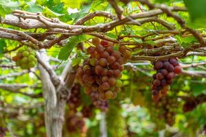 rojo y verde viñedo en el temprano Brillo Solar con rechoncho uvas cosechado cargado esperando rojo vino nutricional bebida en ninh Thuan provincia, Vietnam foto