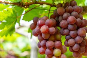 Red and green vineyard in the early sunshine with plump grapes harvested laden waiting red wine nutritional drink in Ninh Thuan province, Vietnam photo