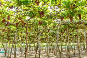 rojo y verde viñedo en el temprano Brillo Solar con rechoncho uvas cosechado cargado esperando rojo vino nutricional bebida en ninh Thuan provincia, Vietnam foto