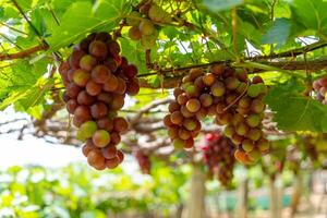 Red and green vineyard in the early sunshine with plump grapes harvested laden waiting red wine nutritional drink in Ninh Thuan province, Vietnam photo