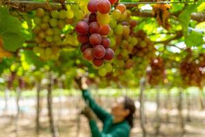 Farmer cutting red grapes in vineyard in the early morning, with plump grapes harvested laden waiting red wine nutritional drink in Ninh Thuan province, Vietnam photo