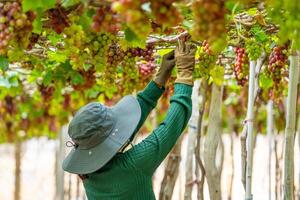 Farmer cutting red grapes in vineyard in the early morning, with plump grapes harvested laden waiting red wine nutritional drink in Ninh Thuan province, Vietnam photo