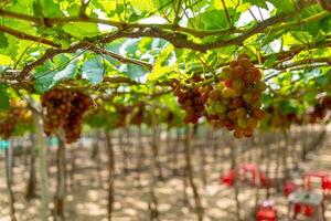 Red and green vineyard in the early sunshine with plump grapes harvested laden waiting red wine nutritional drink in Ninh Thuan province, Vietnam photo