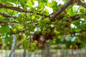 rojo y verde viñedo en el temprano Brillo Solar con rechoncho uvas cosechado cargado esperando rojo vino nutricional bebida en ninh Thuan provincia, Vietnam foto