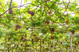 rojo y verde viñedo en el temprano Brillo Solar con rechoncho uvas cosechado cargado esperando rojo vino nutricional bebida en ninh Thuan provincia, Vietnam foto