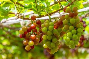 rojo y verde viñedo en el temprano Brillo Solar con rechoncho uvas cosechado cargado esperando rojo vino nutricional bebida en ninh Thuan provincia, Vietnam foto