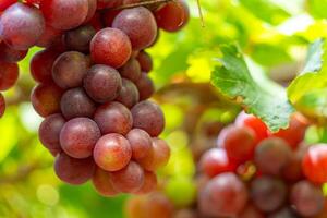 rojo y verde viñedo en el temprano Brillo Solar con rechoncho uvas cosechado cargado esperando rojo vino nutricional bebida en ninh Thuan provincia, Vietnam foto