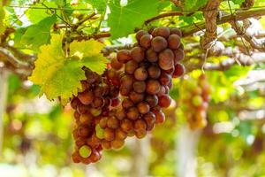 rojo y verde viñedo en el temprano Brillo Solar con rechoncho uvas cosechado cargado esperando rojo vino nutricional bebida en ninh Thuan provincia, Vietnam foto