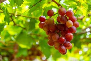 Red and green vineyard in the early sunshine with plump grapes harvested laden waiting red wine nutritional drink in Ninh Thuan province, Vietnam photo