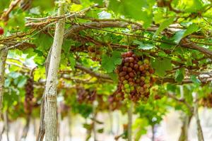 Red and green vineyard in the early sunshine with plump grapes harvested laden waiting red wine nutritional drink in Ninh Thuan province, Vietnam photo