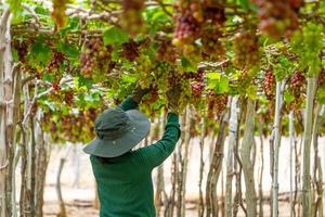 Farmer cutting red grapes in vineyard in the early morning, with plump grapes harvested laden waiting red wine nutritional drink in Ninh Thuan province, Vietnam photo