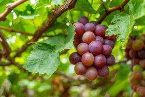 Red and green vineyard in the early sunshine with plump grapes harvested laden waiting red wine nutritional drink in Ninh Thuan province, Vietnam photo