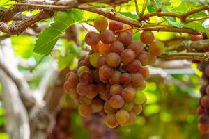 Red and green vineyard in the early sunshine with plump grapes harvested laden waiting red wine nutritional drink in Ninh Thuan province, Vietnam photo