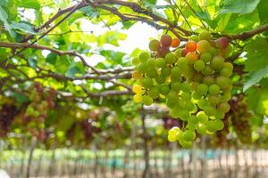 rojo y verde viñedo en el temprano Brillo Solar con rechoncho uvas cosechado cargado esperando rojo vino nutricional bebida en ninh Thuan provincia, Vietnam foto