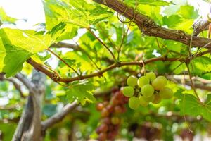 rojo y verde viñedo en el temprano Brillo Solar con rechoncho uvas cosechado cargado esperando rojo vino nutricional bebida en ninh Thuan provincia, Vietnam foto