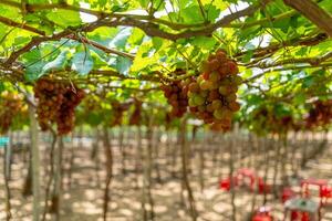 Red and green vineyard in the early sunshine with plump grapes harvested laden waiting red wine nutritional drink in Ninh Thuan province, Vietnam photo