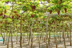 Red and green vineyard in the early sunshine with plump grapes harvested laden waiting red wine nutritional drink in Ninh Thuan province, Vietnam photo