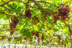 Red and green vineyard in the early sunshine with plump grapes harvested laden waiting red wine nutritional drink in Ninh Thuan province, Vietnam photo