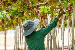 Farmer cutting red grapes in vineyard in the early morning, with plump grapes harvested laden waiting red wine nutritional drink in Ninh Thuan province, Vietnam photo