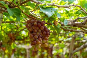 Red and green vineyard in the early sunshine with plump grapes harvested laden waiting red wine nutritional drink in Ninh Thuan province, Vietnam photo