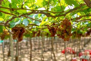 Red and green vineyard in the early sunshine with plump grapes harvested laden waiting red wine nutritional drink in Ninh Thuan province, Vietnam photo