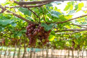 Red and green vineyard in the early sunshine with plump grapes harvested laden waiting red wine nutritional drink in Ninh Thuan province, Vietnam photo