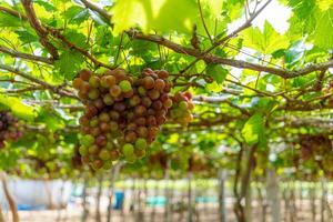 Red and green vineyard in the early sunshine with plump grapes harvested laden waiting red wine nutritional drink in Ninh Thuan province, Vietnam photo