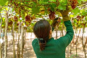 Farmer cutting red grapes in vineyard in the early morning, with plump grapes harvested laden waiting red wine nutritional drink in Ninh Thuan province, Vietnam photo