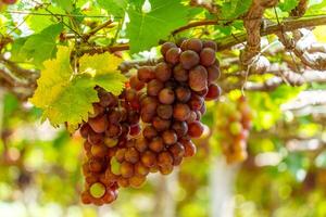 rojo y verde viñedo en el temprano Brillo Solar con rechoncho uvas cosechado cargado esperando rojo vino nutricional bebida en ninh Thuan provincia, Vietnam foto