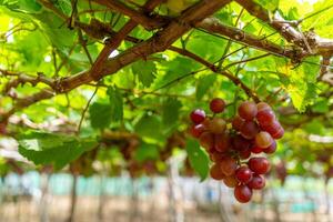 rojo y verde viñedo en el temprano Brillo Solar con rechoncho uvas cosechado cargado esperando rojo vino nutricional bebida en ninh Thuan provincia, Vietnam foto