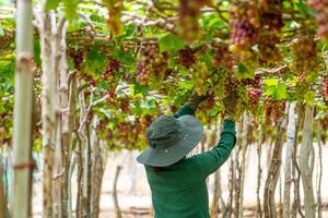 Farmer cutting red grapes in vineyard in the early morning, with plump grapes harvested laden waiting red wine nutritional drink in Ninh Thuan province, Vietnam photo