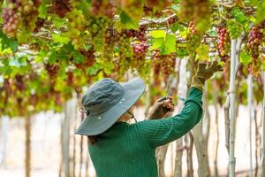 Farmer cutting red grapes in vineyard in the early morning, with plump grapes harvested laden waiting red wine nutritional drink in Ninh Thuan province, Vietnam photo