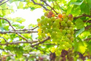 rojo y verde viñedo en el temprano Brillo Solar con rechoncho uvas cosechado cargado esperando rojo vino nutricional bebida en ninh Thuan provincia, Vietnam foto