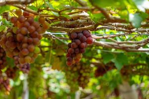 Red and green vineyard in the early sunshine with plump grapes harvested laden waiting red wine nutritional drink in Ninh Thuan province, Vietnam photo